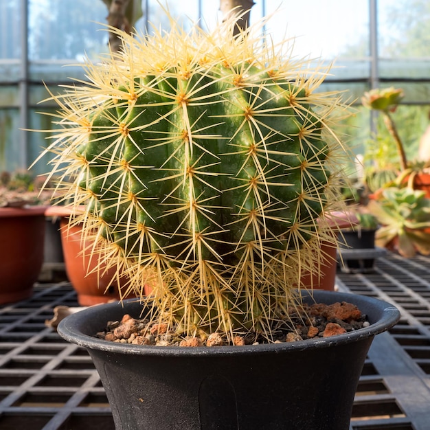 Plantas suculentas en jardín