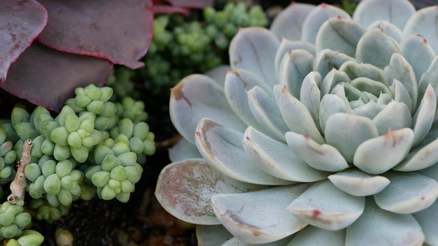 Plantas suculentas, jardinería en California, Estados Unidos. Huerto, gallina y pollitos botánicos, floricultura