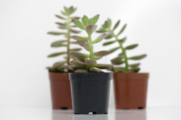 Foto plantas suculentas en una maceta con un fondo blanco.