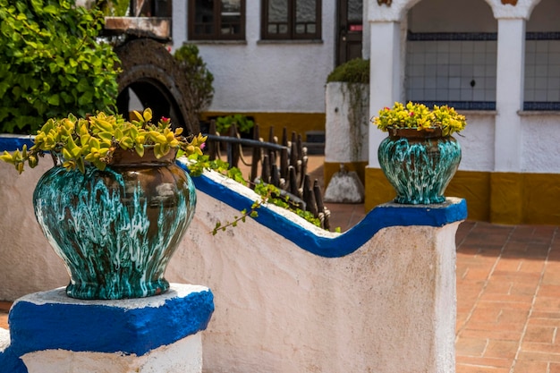 Plantas suculentas en macetas de cerámica