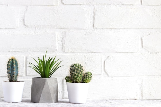 Plantas suculentas en macetas contra la pared de ladrillo blanco Espacio de copia Diseño minimalista Plantas caseras