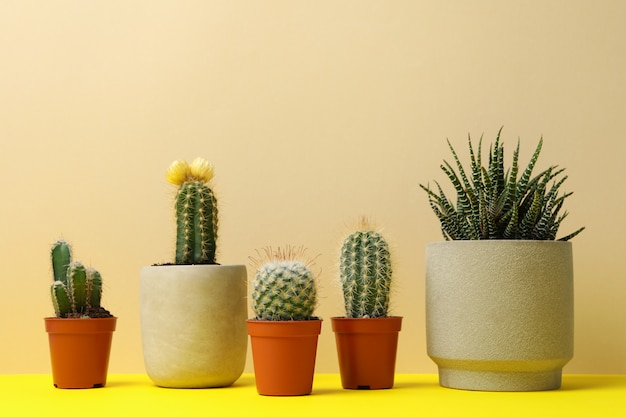 Plantas suculentas en macetas en mesa amarilla, espacio para texto