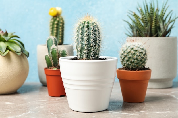 Plantas suculentas en mesa gris. Plantas de interior