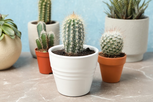 Plantas suculentas en mesa gris. Plantas de interior