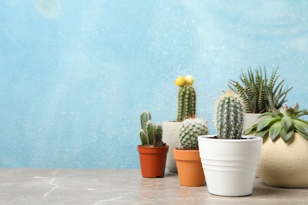 Plantas suculentas na mesa cinza. plantas de casa