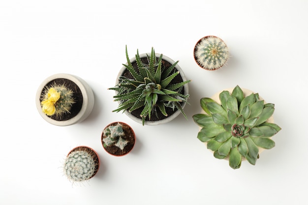 Plantas suculentas na superfície branca. planta de casa