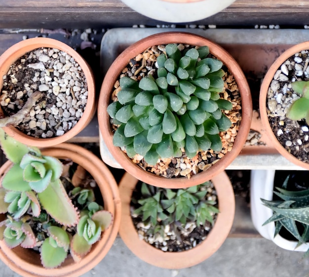 Plantas suculentas no mercado