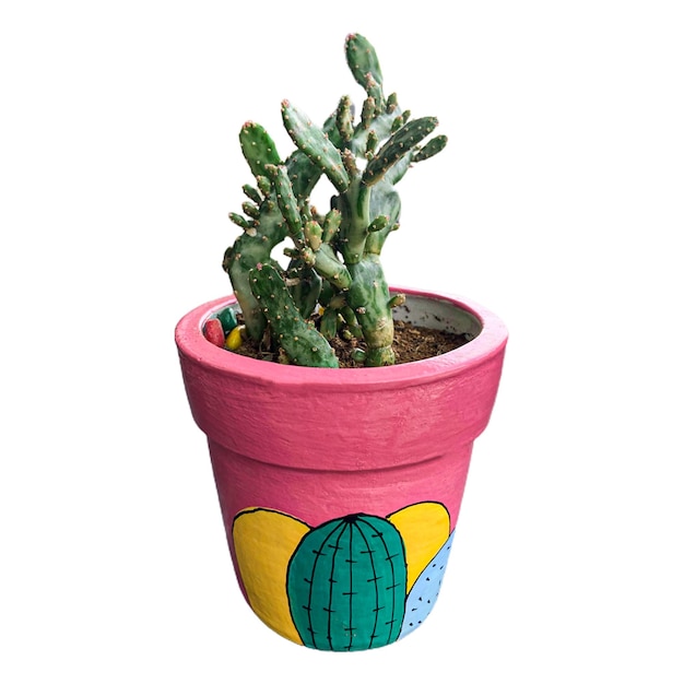 plantas suculentas o cactus en macetas hermosas y coloridas