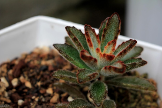 Plantas suculentas peludas marrones únicas