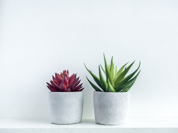 Plantas suculentas rojas y verdes en macetas de cemento geométricas modernas en estante de madera blanca sobre blanco