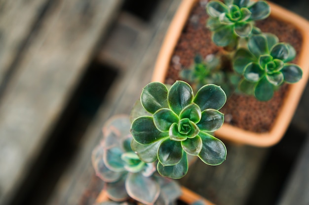 Foto plantas suculentas verdes em um vaso feito