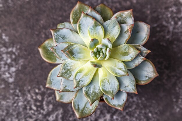 Plantas suculentas verdes sobre fondo oscuro