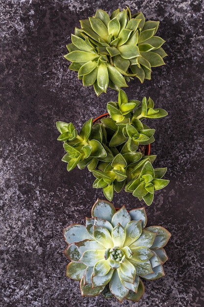 Plantas suculentas verdes sobre fondo oscuro