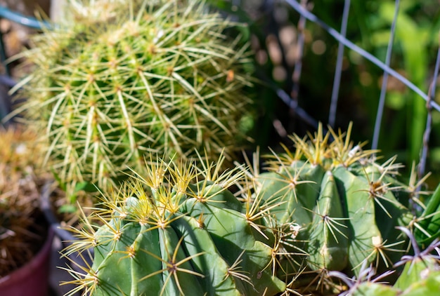 plantas suculentascactus y flores aisladas o en jardinessol