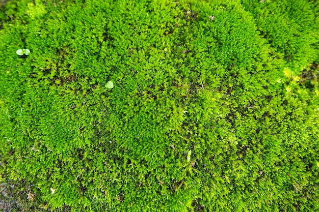 Plantas superiores cubiertas de musgo o briófitas El tema de la briología la ciencia de los musgos Hormigón húmedo cubierto con una alfombra de musgo verde brillante Hermoso fondo natural Enfoque suave