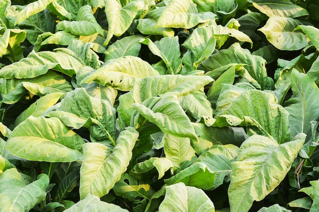 plantas de tabaco en el campo antes de la cosecha