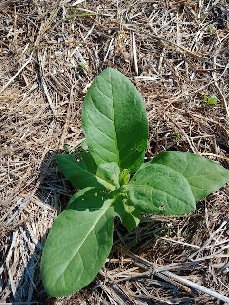 Plantas de tabaco en campo de arroz con hermosa vista del monte rinjani