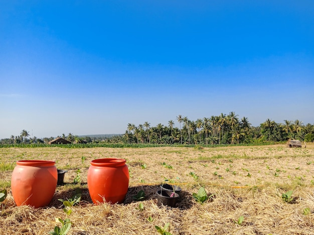 Plantas de tabaco en campo de arroz con hermosa vista del monte rinjani