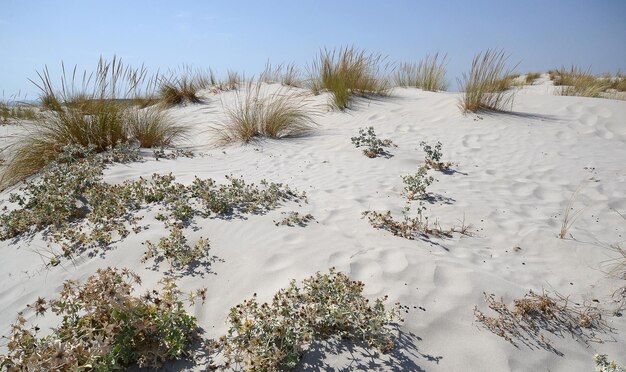 Plantas en tierra cubierta de nieve contra el cielo