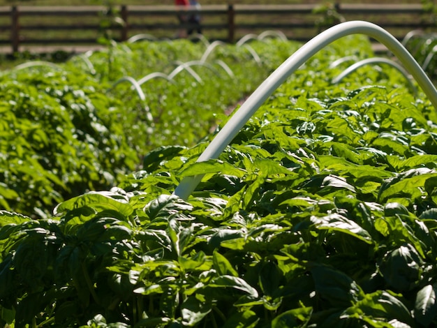 Plantas de tomate en huerta.