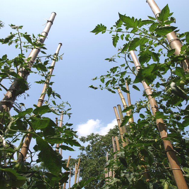 Plantas de tomate en huerta