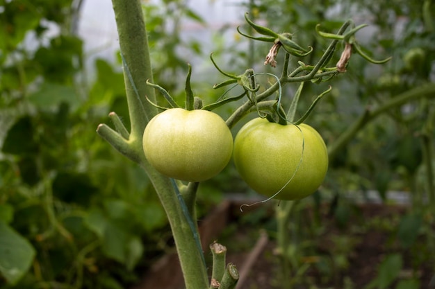 Plantas de tomate en invernadero Plantación de tomates verdes Agricultura ecológica Crecimiento de plantas de tomate jóvenes