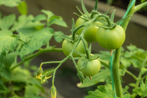 Foto plantas de tomate en invernadero plantación de tomates verdes agricultura ecológica plantas jóvenes de tomate