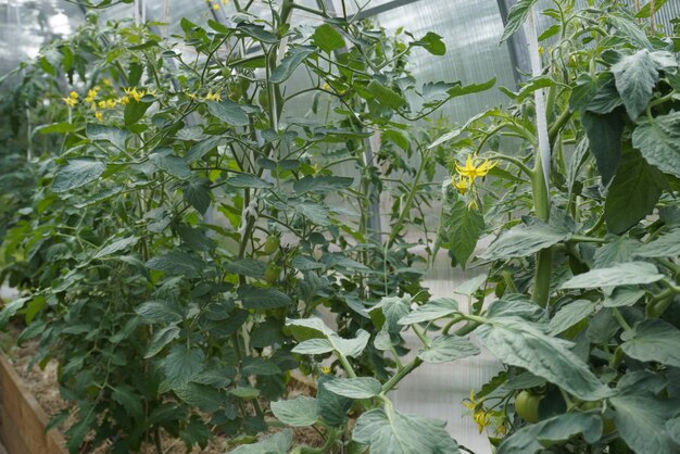 Plantas de tomate en invernadero Tomates que crecen en plantas en invernadero Cosechar tomates jardinería doméstica