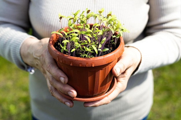 Foto plantas de tomate en maceta en las manos de una mujer