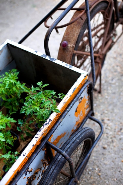 plantas de tomate