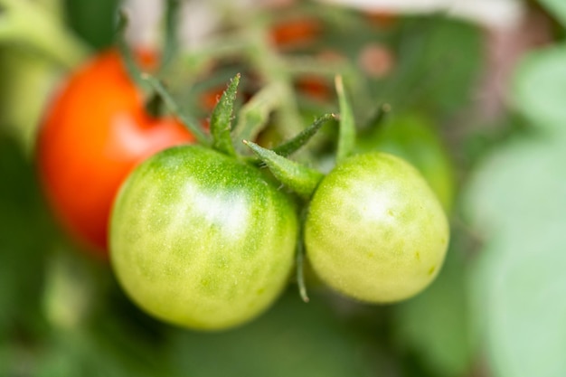 de plantas de tomate