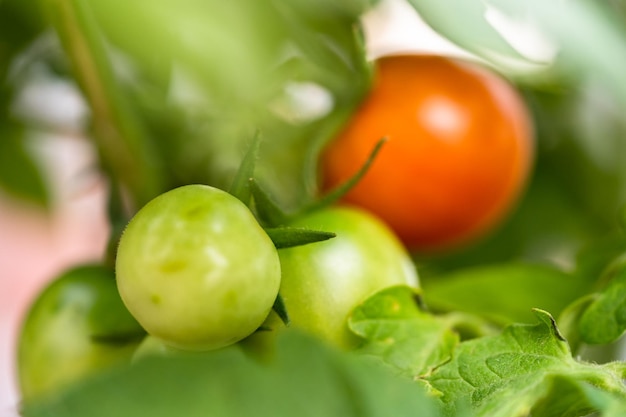 de plantas de tomate