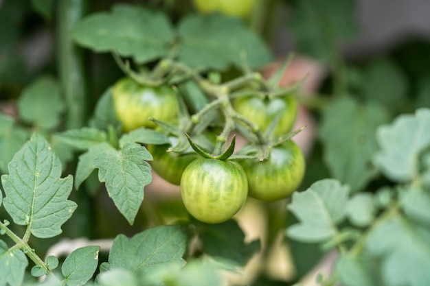 de plantas de tomate