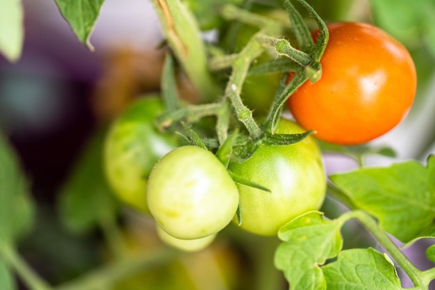 de plantas de tomate