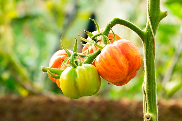 Plantas de tomates frescas en el jardín.