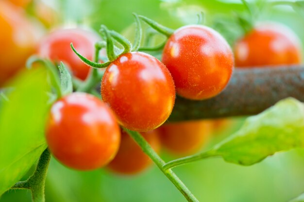 Foto plantas de tomates frescos