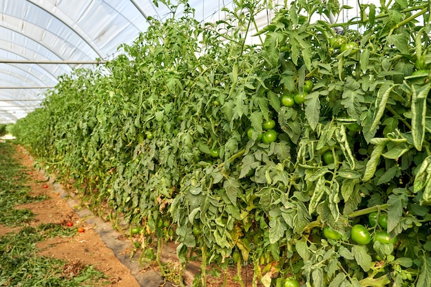 Plantas tomates que crecen dentro del invernadero.