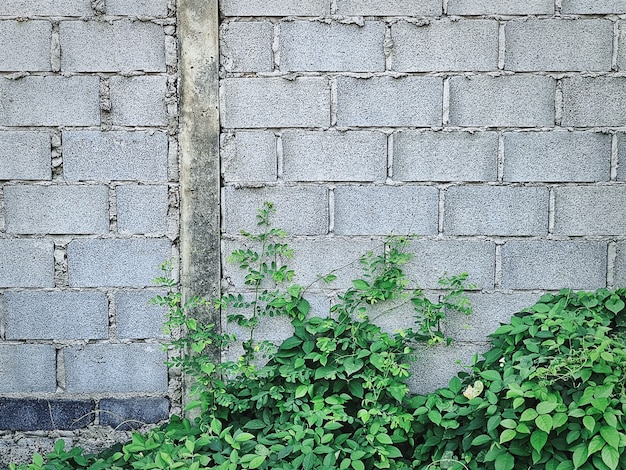 Plantas trepadeiras verdes contra parede de tijolos de cimento