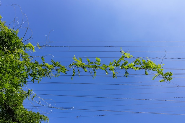 Foto plantas trepadoras en cables