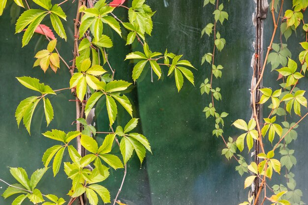 plantas trepadoras en el edificio.