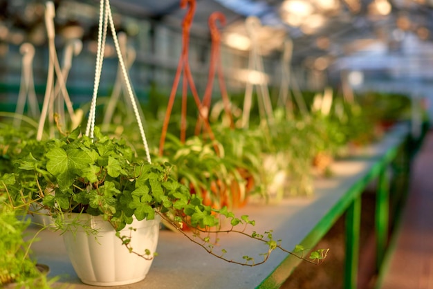 Plantas trepadoras en macetas colgantes en invernadero en un día soleado