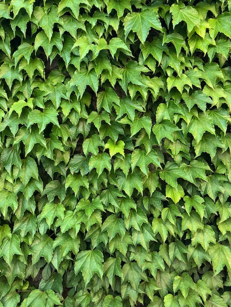 Plantas trepadoras en el muro de hormigón. Textura de follaje verde. Matorrales de hiedra.