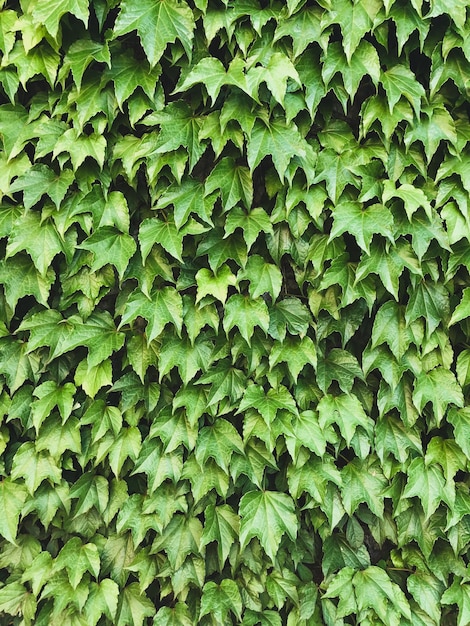 Plantas trepadoras en el muro de hormigón. Textura de follaje verde. Matorrales de hiedra.