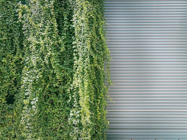 Plantas trepadoras verdes que cubren la mitad de una puerta plegable de acero