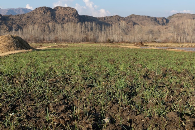 Plantas de trigo germinadas y creciendo en los campos.