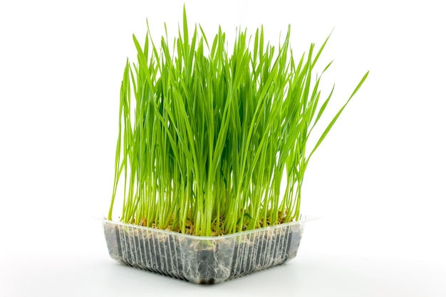 Plantas de trigo joven en caja de plástico sobre fondo blanco.