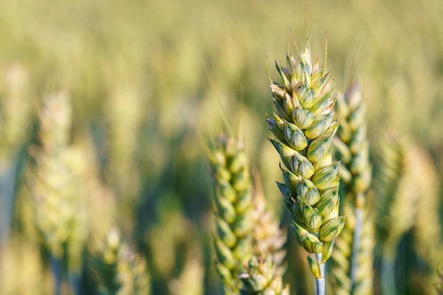 Plantas de trigo verde que crecen en un campo