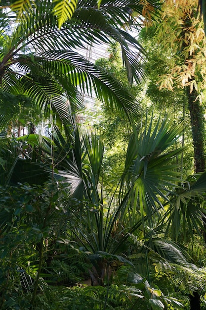 Plantas tropicais crescendo no interior de um laranjal com estufa botânica com palmeiras perenes e samambaias