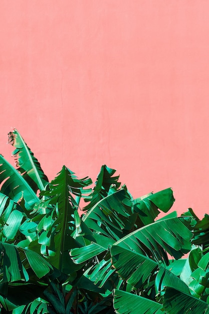Plantas tropicais de moda no conceito rosa Palm e parede Ilhas Canárias