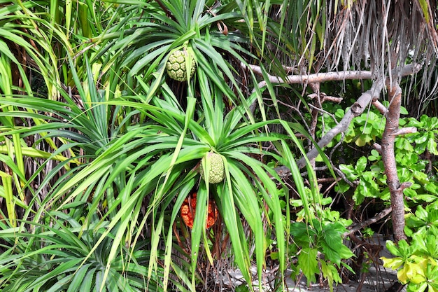 Plantas tropicais de pandanus ao ar livre